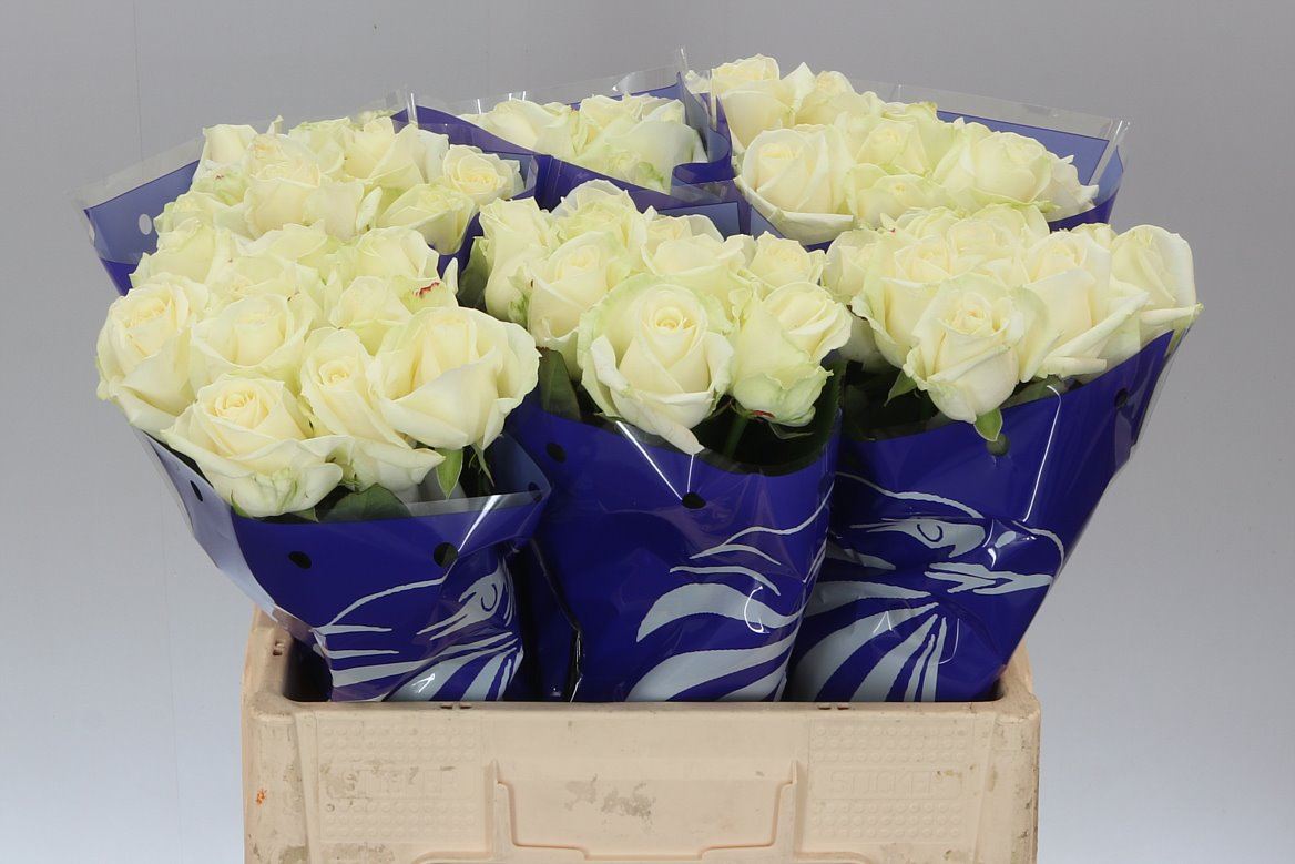 90cm Roses Roses Gr