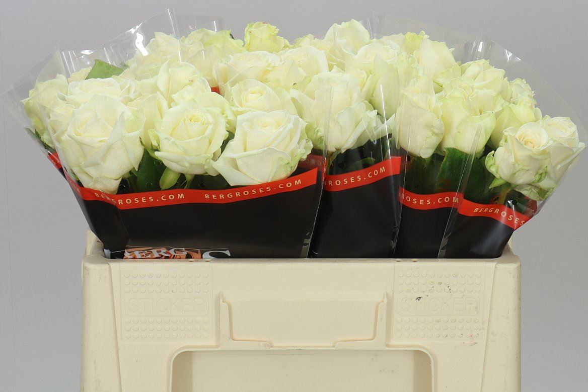 Roses Gr